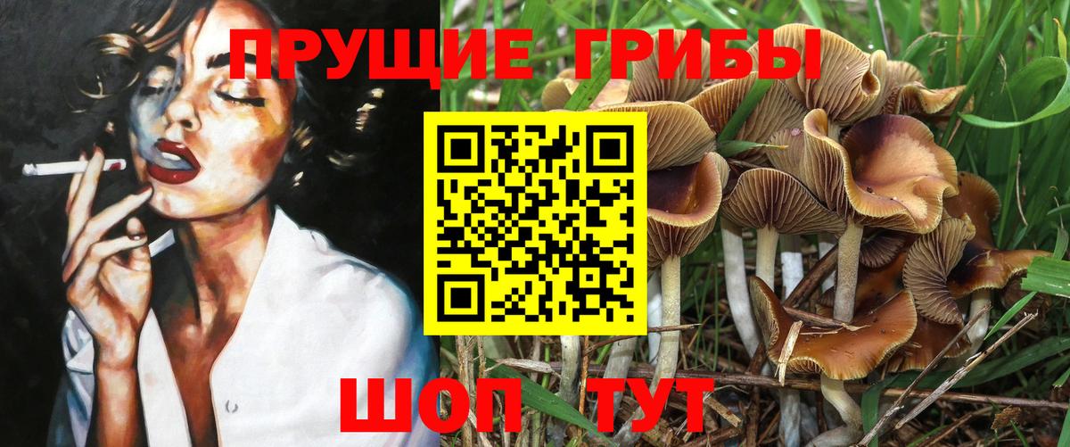 Галлюциногенные грибы Psilocybine cubensis Коммунар